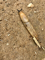 Brown insect on ground