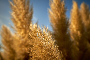 Closeup shot of a pampas grass