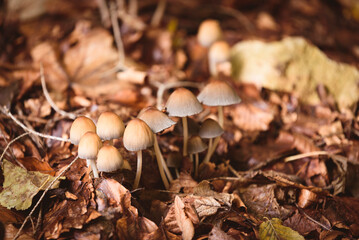 Pilze im Wald, Pilzzeit, Giftpilz.