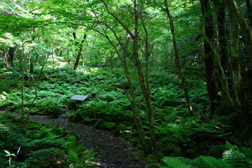 pathway through dense spring forest