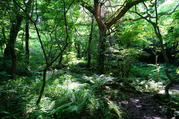 Obraz premium old trees and vines in deep forest 