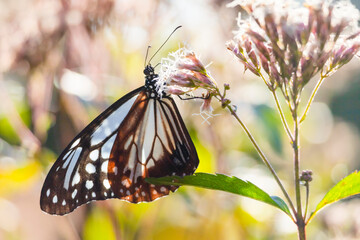 海を渡る蝶アサギマダラが蜜を吸う