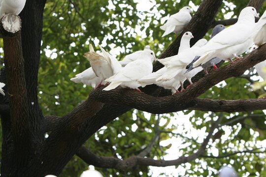 Low Angle Shot Of A Flock Of White Doves Perched On A Branch