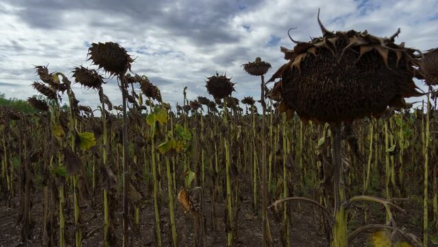 timelapse of dried sunflower, ready for harvesting, agricultural field

