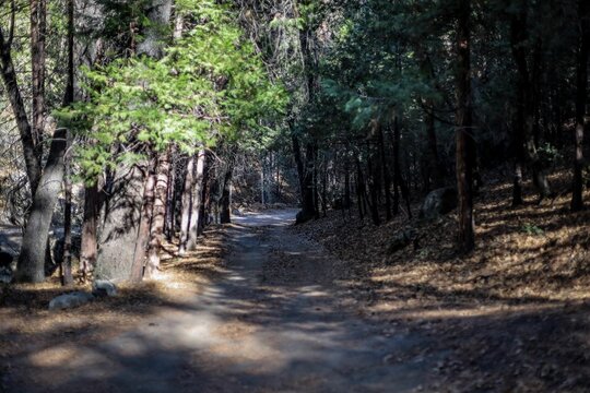 Forest trail in Bee Canyon, Hemet, California