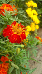 orange and yellow marigold flowers in a garden