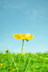 秋を彩るキバナコスモスたち