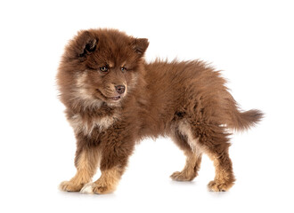 Fototapeta premium puppy Finnish Lapphund in studio