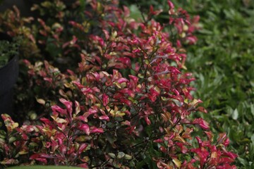 Closeup of Joseph's coat plants (Alternanthera) growing outdoors
