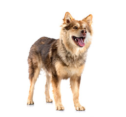 Finnish Lapphund in studio
