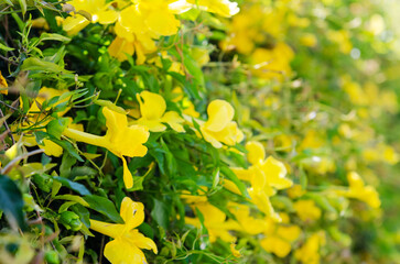 Beautiful yellow flowers. Closeup shot of some lovely yellow flowers in the garden