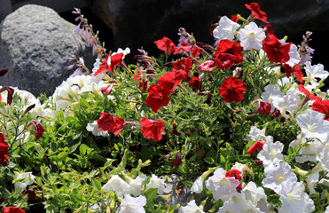 Colorful mixed petunia flowers in red and white colors in flower pot close up, floral wallpaper background