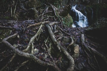Detailed shot of tree roots with a waterfall in the background