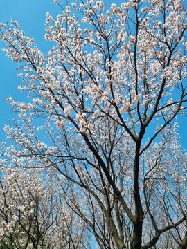 Vertical shot of a cherry blossom against the blue sky