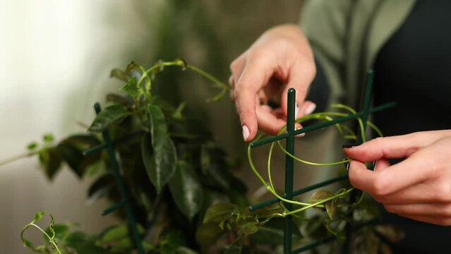 Woman gardener taking care of Mandevilla houseplant at home, Greenery at home, love of plants, indoor cozy garden.