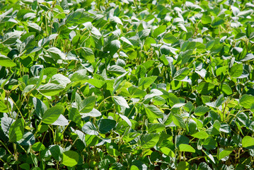 Rows of soy plants in a cultivated farmers field