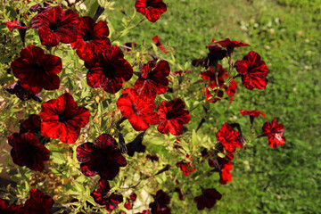 Fototapeta na wymiar petunia red color flowers in flower pot close up, floral wallpaper background