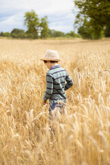 Naklejka na ściany i meble Golden wheat field and some green trees with a blue and cloudy day. A little boy, 6 years old, walking and playing with a hat not to be sun burnt, and a green and blue shirt