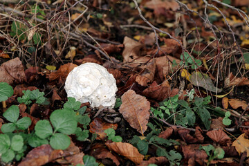 kleiner bovist im laub