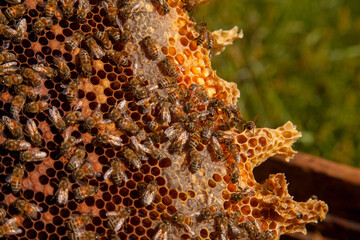 Working bees in a hive on honeycomb. Bees inside hive with sealed and open cells for their young..