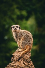 Vertical closeup shot of a meerkat sitting on a rock in a forest