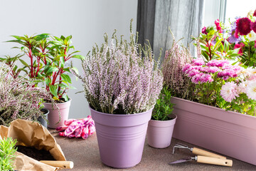 Planting autumn flowers in pots, decorating a balcony or terrace in autumn, heather planting,...