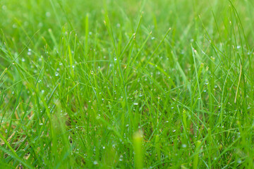 Fresh green grass with dew drops closeup. Soft Focus. Green wet grass with dew on a blades