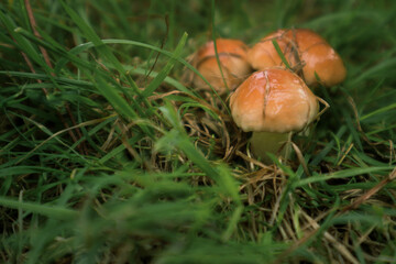Edible oily Mushrooms yellow boletus in the forest. Mushrooms Suillus luteus in the forest. An edible oily mushroom that grows in the autumn forest among the grass and needles