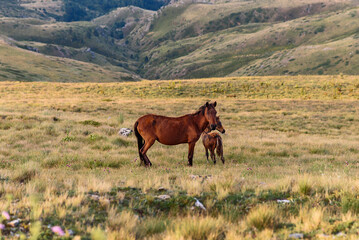 Wild horses into the mountain.