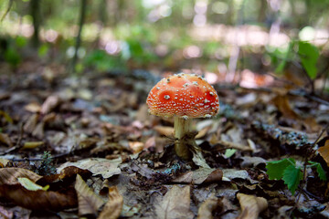 Amanita muscaria, commonly known as the fly agaric or fly amanita.
