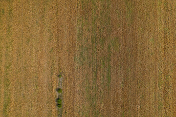 Aerial top down view of the empty rural road on the autumn fields with green trees and grass. Drone shot of an autumn rural fields.
