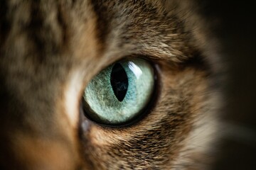 Macro shot of a detailed green cat eye