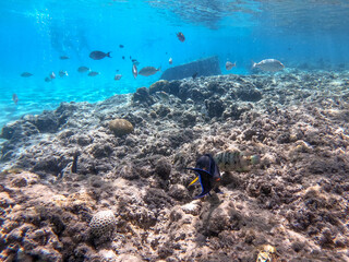 Surgeon fish or sohal tang fish (Acanthurus sohal) at the Red Sea coral reef..