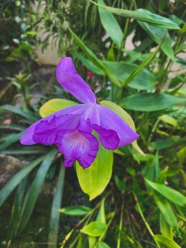 Vertical shot of a beautiful purple Sobralia flower blooming in a garden
