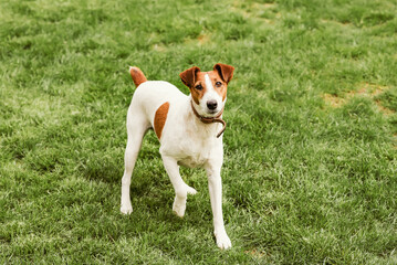 Smooth fox terrier sitting in a grass