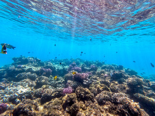 Underwater life of reef with corals and tropical fish. Coral Reef at the Red Sea, Egypt.