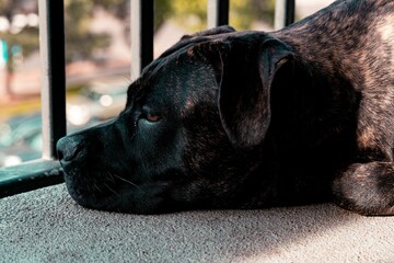 Closeup of a tired cane corso puppy laying its head on the ground, looking out the window