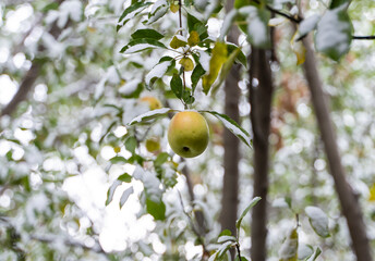 First early snow in autumn. Apple and branches and leaves of apple tree covered with snow