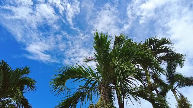 Calm palm trees against bright blue skies with fluffy white clouds