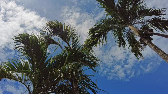 Looking up at palm trees against a bright blue tropical sky