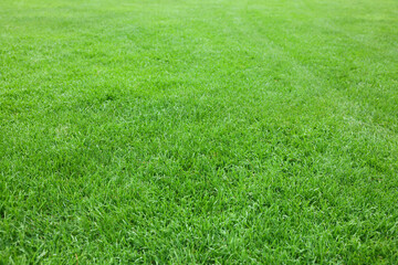 Beautiful freshly cut green lawn as background