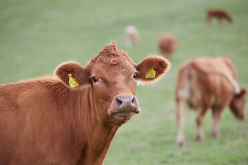 brown cow in a pasture looks into the camera