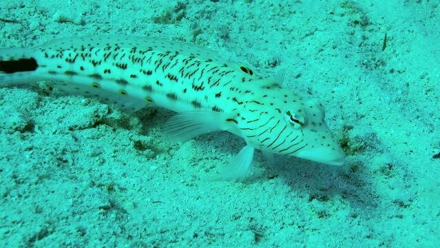 Speckled sandperch (Parapercis hexophtalma) stands on its pelvic fins on a sand, turning its eyes to examine the surroundings, side view, close-up.