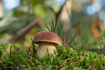 Porcini mushroom growing in forest, closeup view