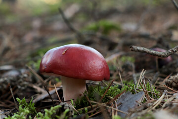 Russula mushroom growing in forest, closeup view
