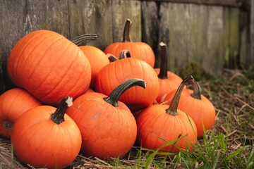 Many ripe orange pumpkins on grass near wooden fence