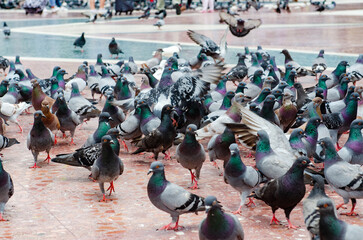 Many pigeons in the city square. Crowd of pigeon on the walking street. Blurred group of pigeons.