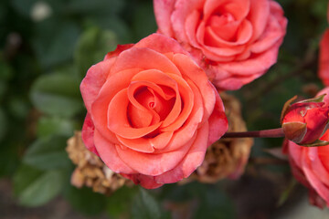 Beautiful rose bush growing in the garden.