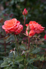 Obraz premium Beautiful rose bush growing in the garden.