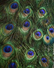 Closeup of the feathers of a peacock with gorgeous blue and green pattern - peacock feather texture